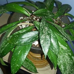 $5 Hoya Pubicalyx Speckled