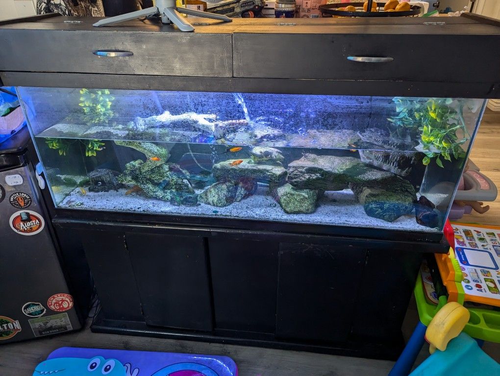 55 Gallon Fish Tank