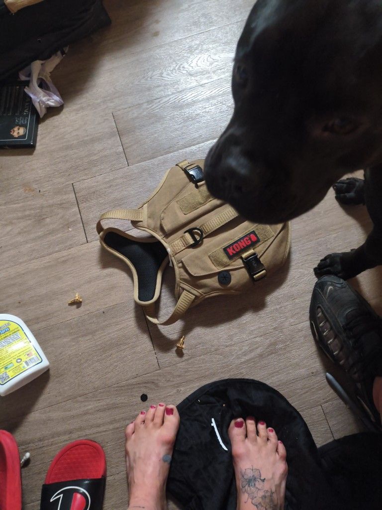 Kong Harness