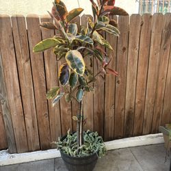 Ficus elastica tineke Plant 