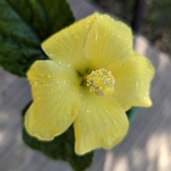 Yellow hibiscus flower plant 10 inches tall