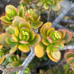 Mature, Potted Jade Plant 