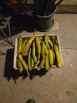 Fresh Broad Bean Pods (Ice Cream Bean)