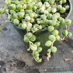 String Of Pearls Variegated 
