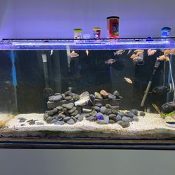 90 Gallon Acrylic Tank FX6 And More