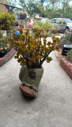 Snail pot with jade plant