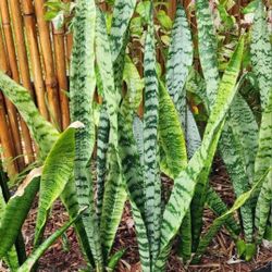 Snake Plant Stalks.. Gets Big.. No Care Needed