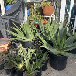 Aloe Vera Plant
