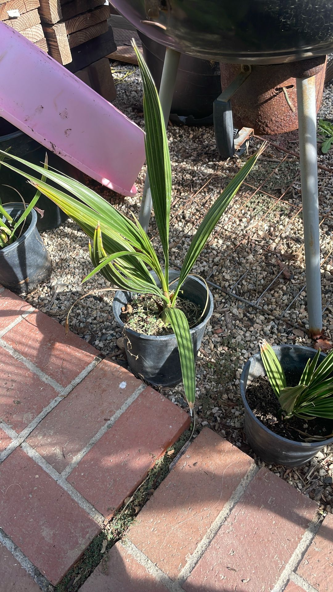 Medjool Date Palm Trees