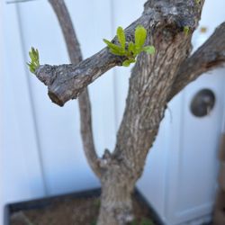 Mature Jujube Tree In 24” Box