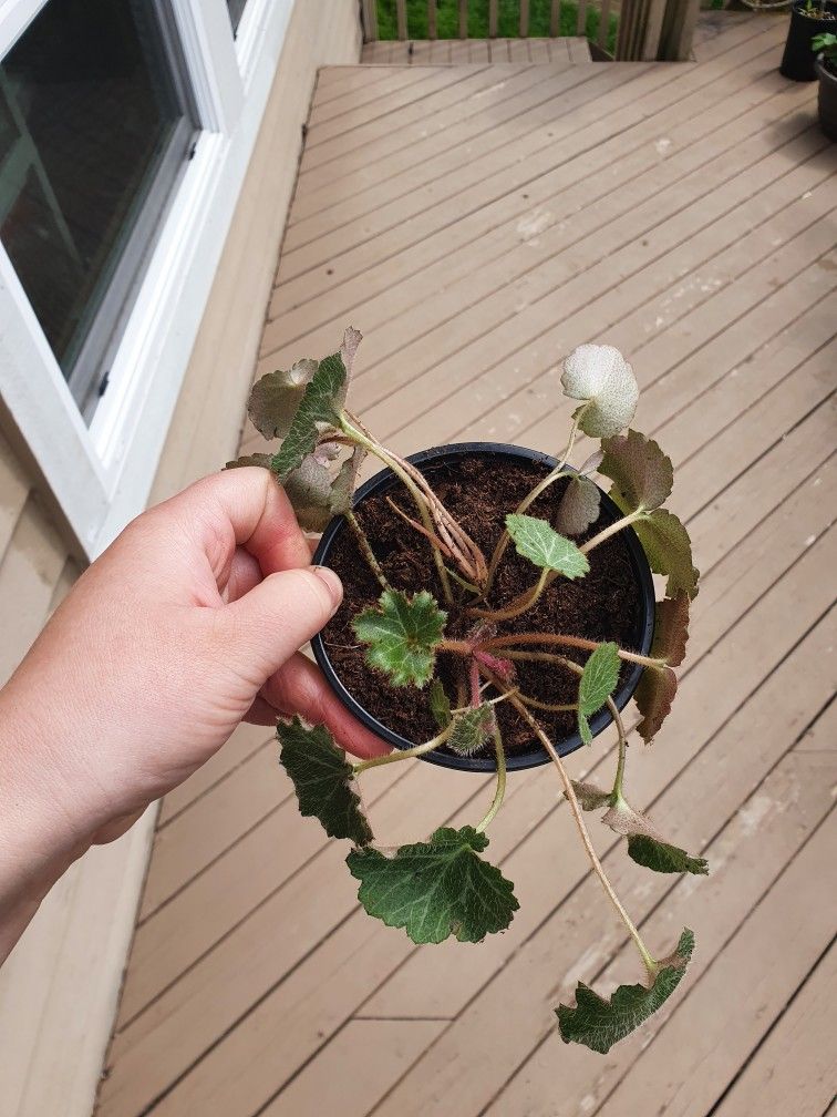 Strawberry Begonia 🍓