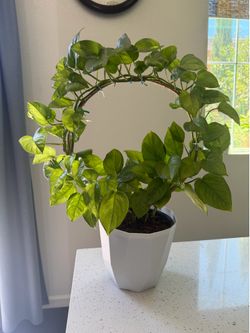 Philodendron plant
