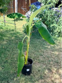 Blue Java Banana