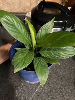 Peace Lily plant