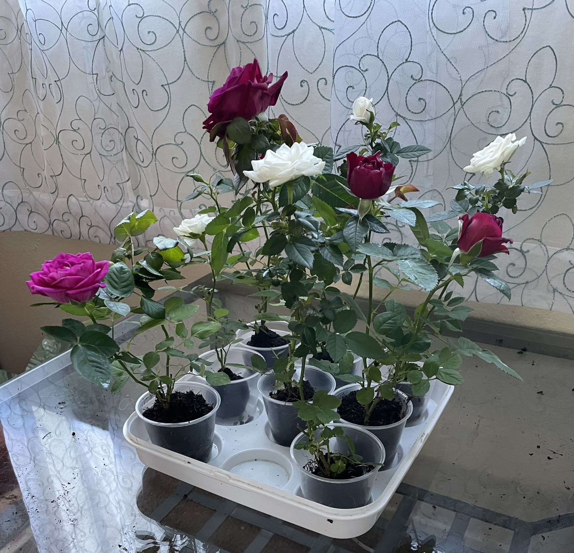Roses $6