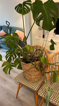 Large Monstera Deliciosa in Woven Basket