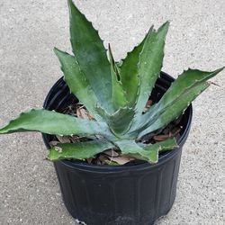 Maguey Plants