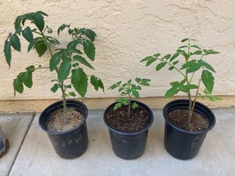 Mystery Surprise Variety Cherry Tomato Plant - Heirloom Yellow Pear or Black Cherry Tomato, 1 Gallon