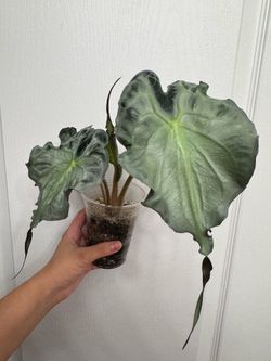 Alocasia Venom Corm