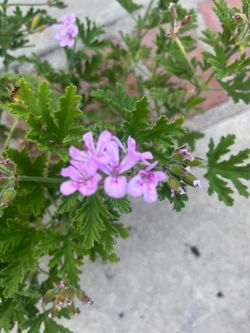 citronella plant