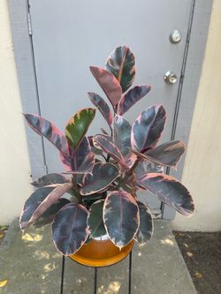 Ficus Elastica Ruby Rubber Plant 6” Pot