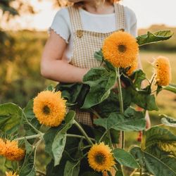Teddy bear sunflower seedlings