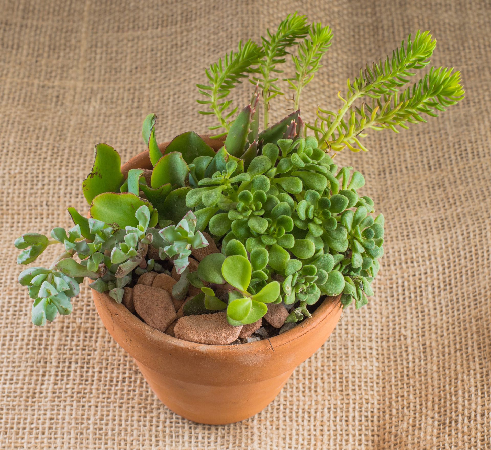 4-inch Succulent Pot