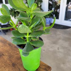 Suculenta Jade 
