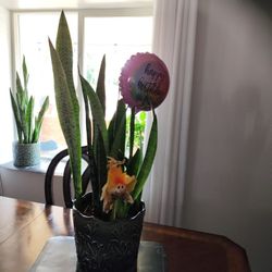Planta Lengua De Suegra 