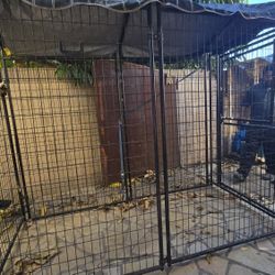 Large Kennel Dog