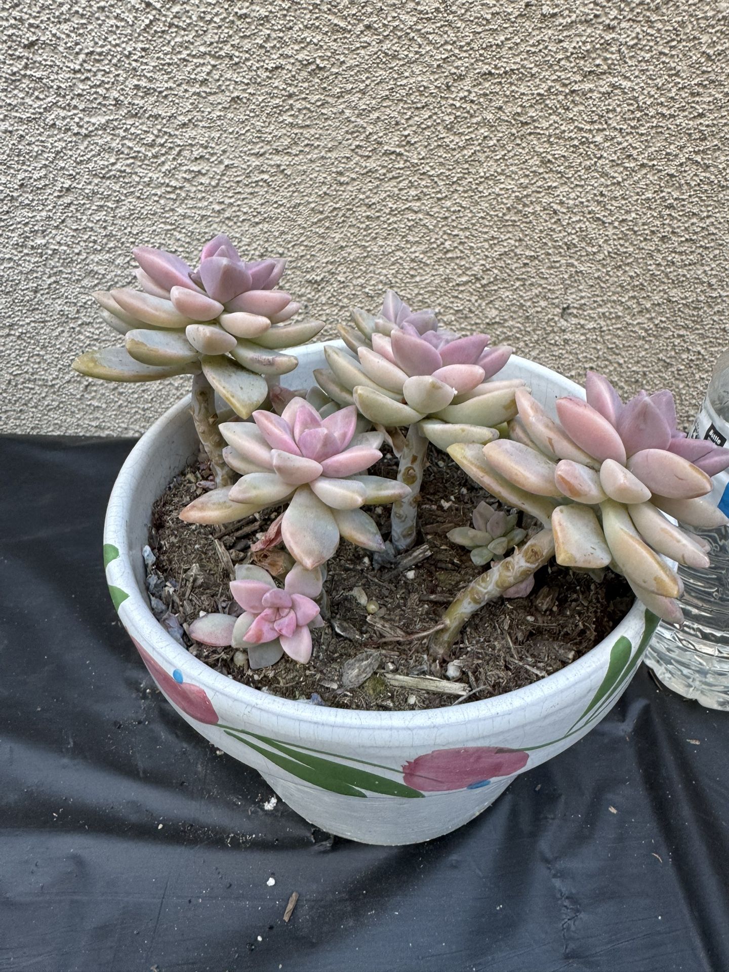 Mother Of Pearl Succulent Plant