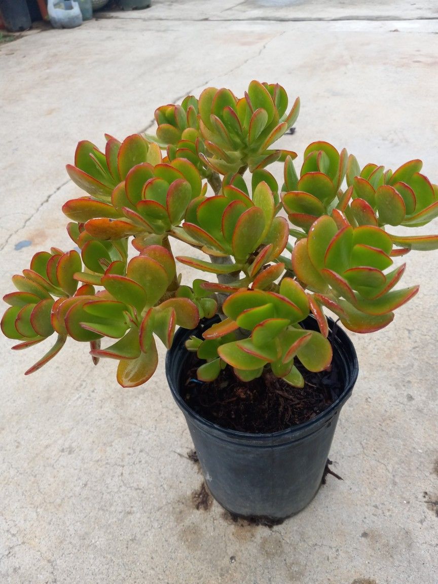 Succulents Nice Prodigiosa Planta 7.00 Sheap Price