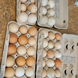 Free Range Eggs