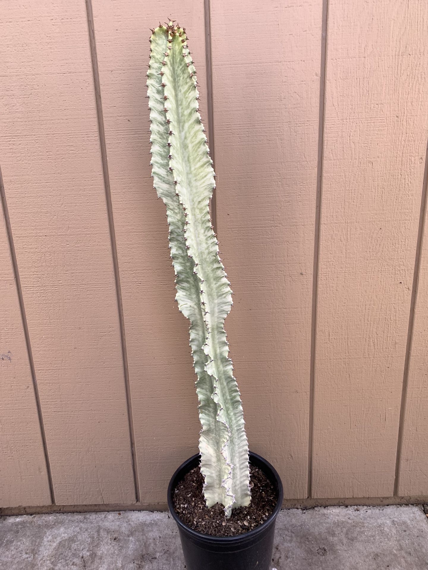 Euphorbia Ammak Variegated Item2