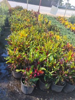 Croton hedges 3gl $8.00