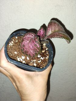 rare Episcia pink