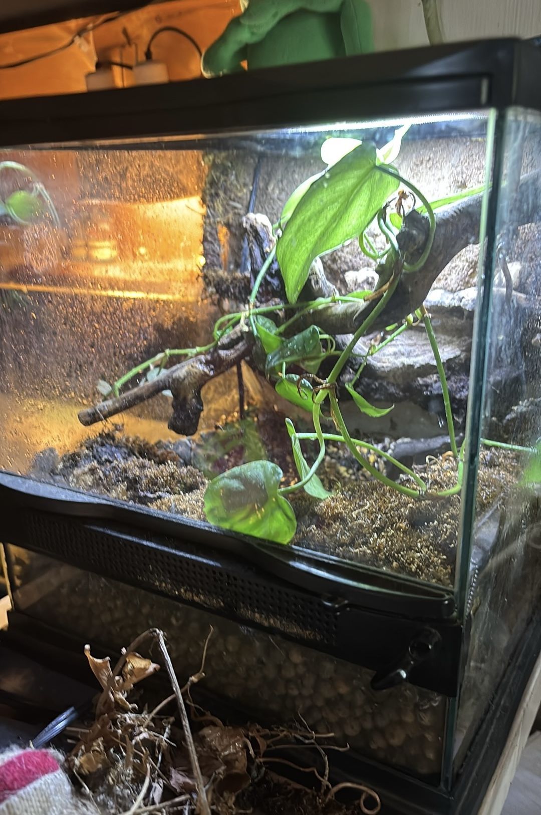 Bioactive terrarium