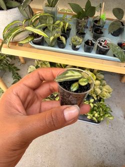 Hoya variegated mathilde
