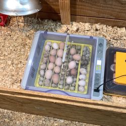 Fresh Eggs 
