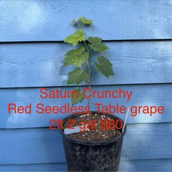 Saturn Crunchy red seedless table grape plant