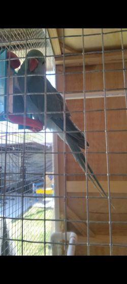 Tall bird cage with wheels