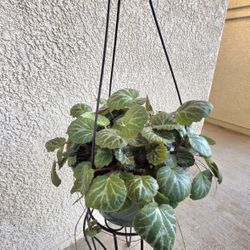 Strawberry Begonia (Saxifraga Stolonifera)💚