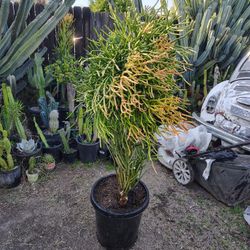 Succulent Tree Plant