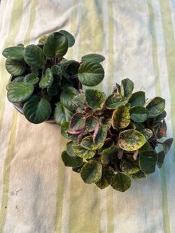 Plants