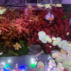 Plant Trimmings For Aquarium/ FISH TANK 