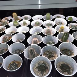 Select Cacti/Succulent