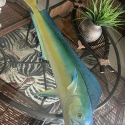 Mahi Mount