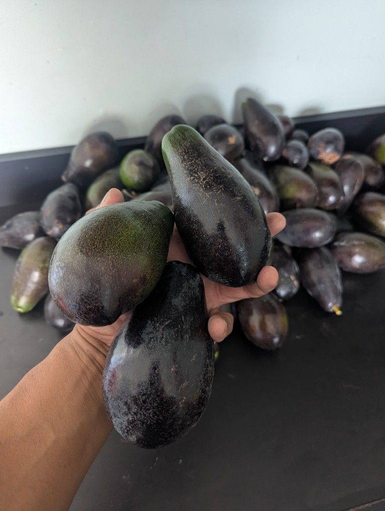 Aguacate Reed Liso