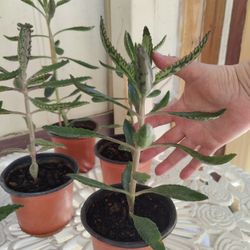 Kalanchoe,  Madre D Miles Plant .Cada Una $5 / NELLIS BLVD Y CHEYENNE AVE.