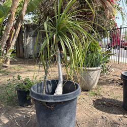 Large Ponytail Palm/ Elephant Foot Palm And Plumeria In 5 Gallon Pot
